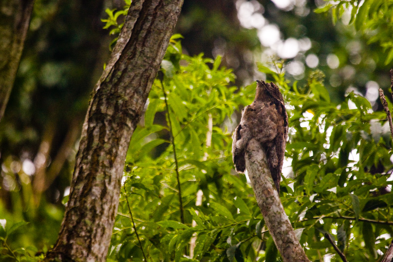 Common Potoo